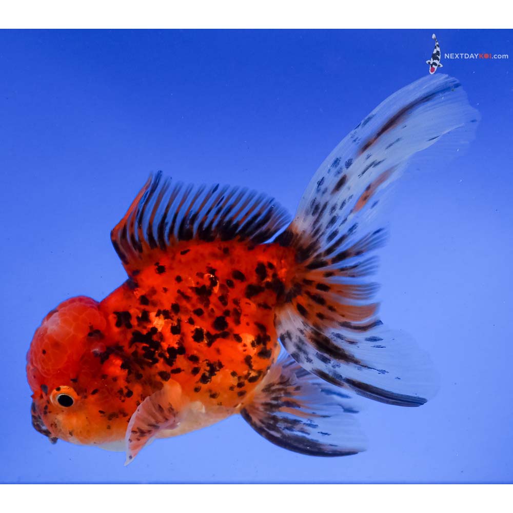 5” Imported Calico Oranda