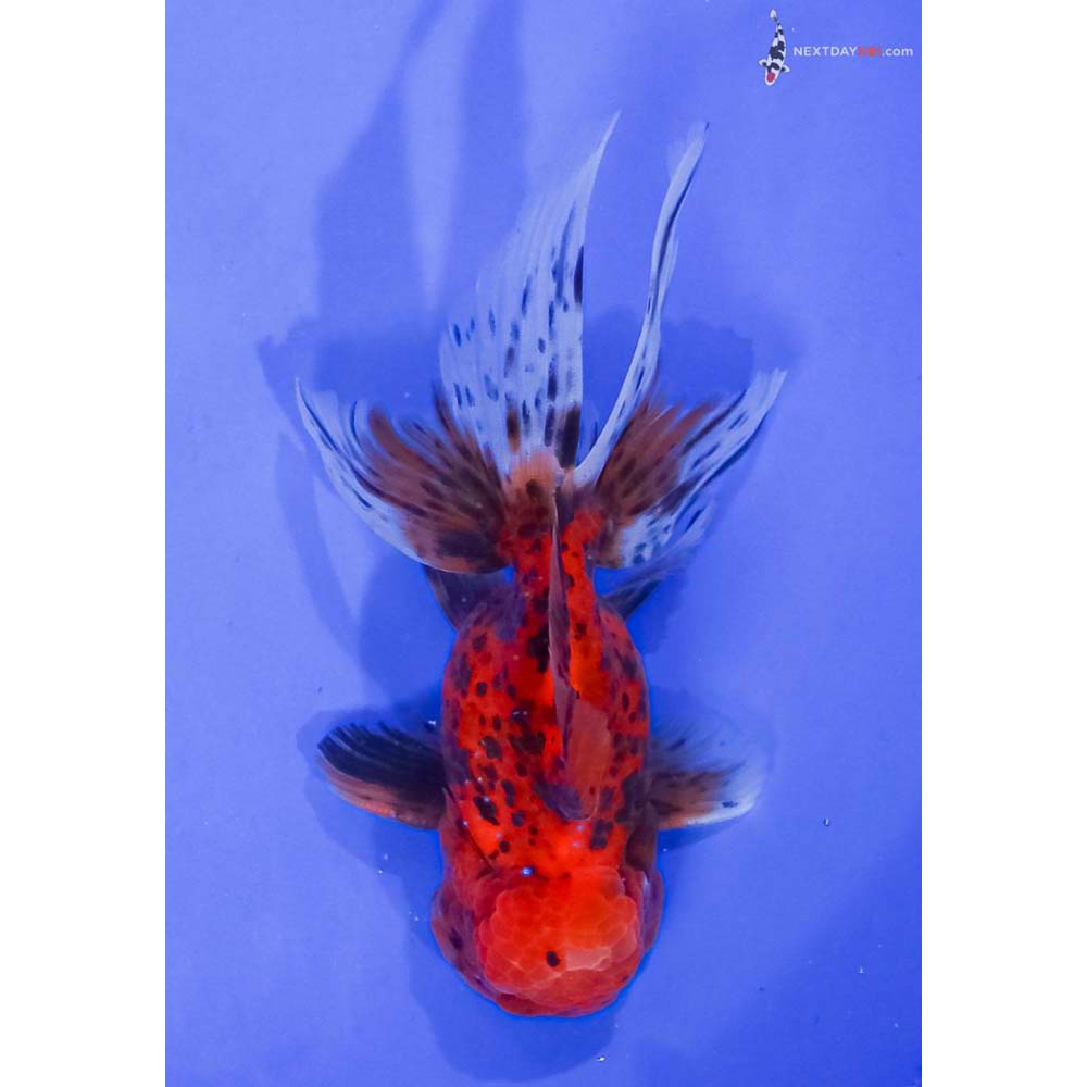 5” Imported Calico Oranda
