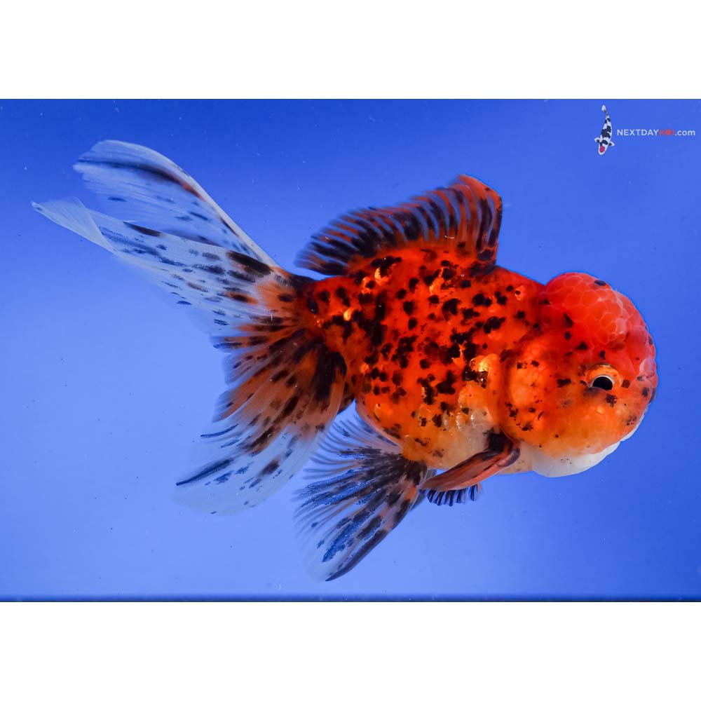 5” Imported Calico Oranda