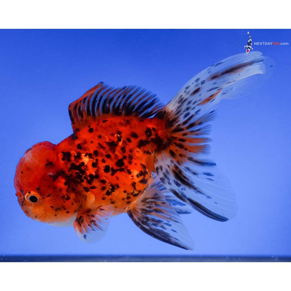 5” Imported Calico Oranda