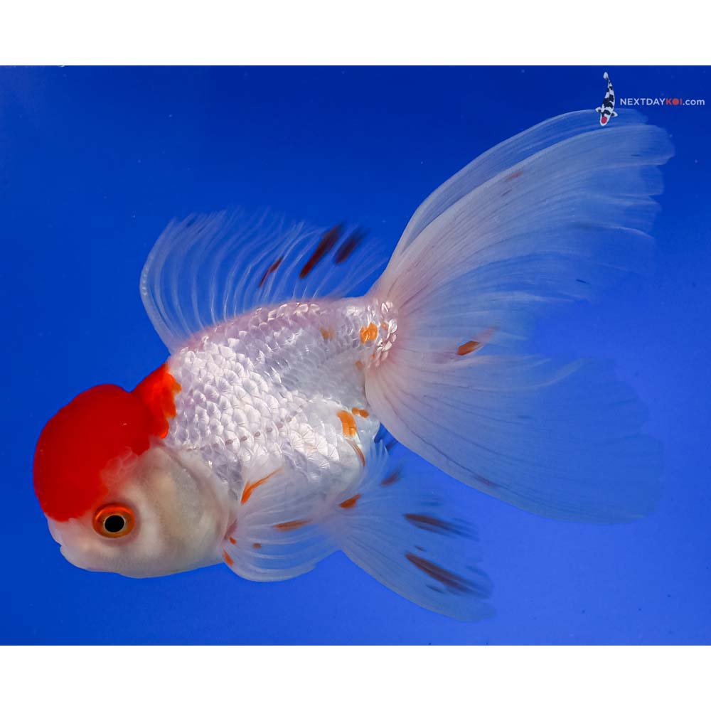 6” Imported Red and White Oranda