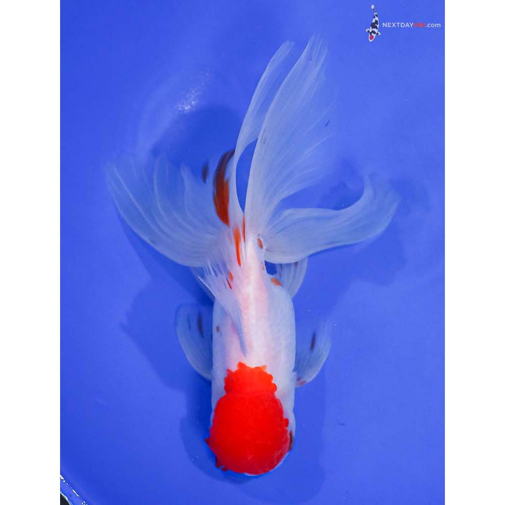 6” Imported Red and White Oranda