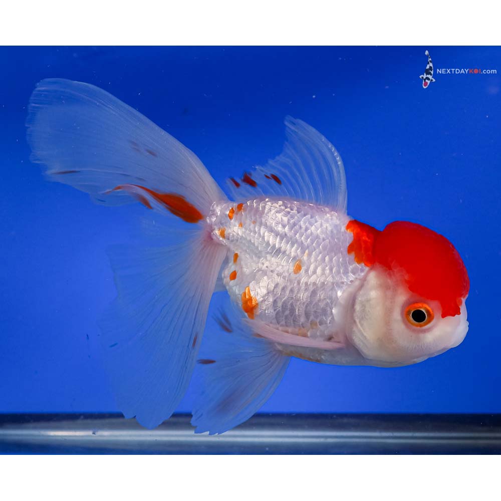 6” Imported Red and White Oranda