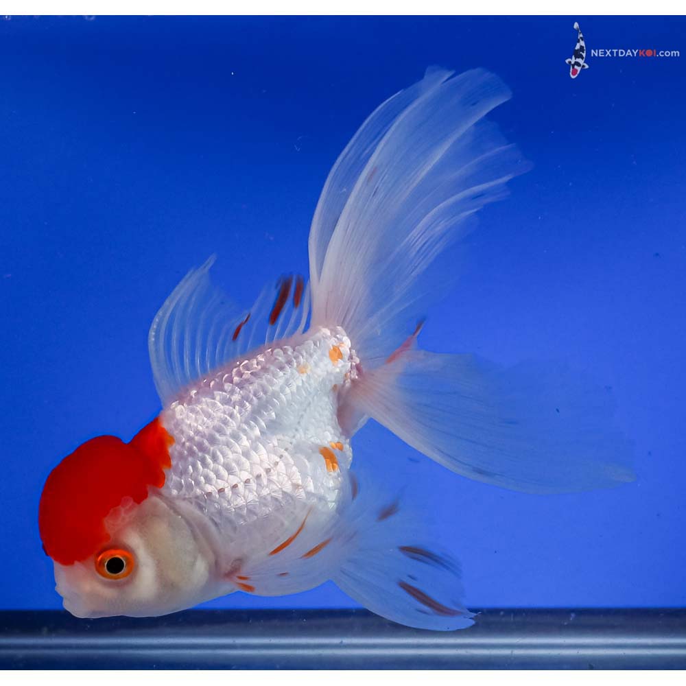 6” Imported Red and White Oranda