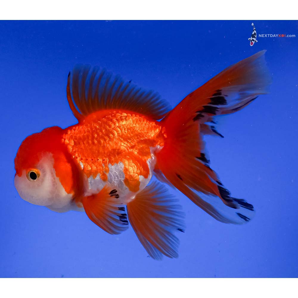 4.5” Imported Red and White Oranda