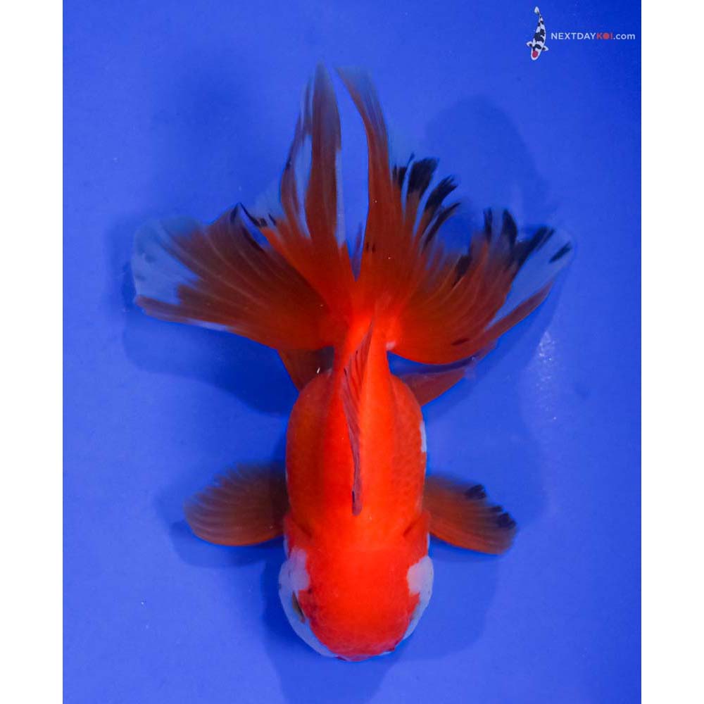 4.5” Imported Red and White Oranda