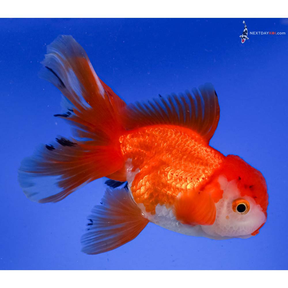4.5” Imported Red and White Oranda
