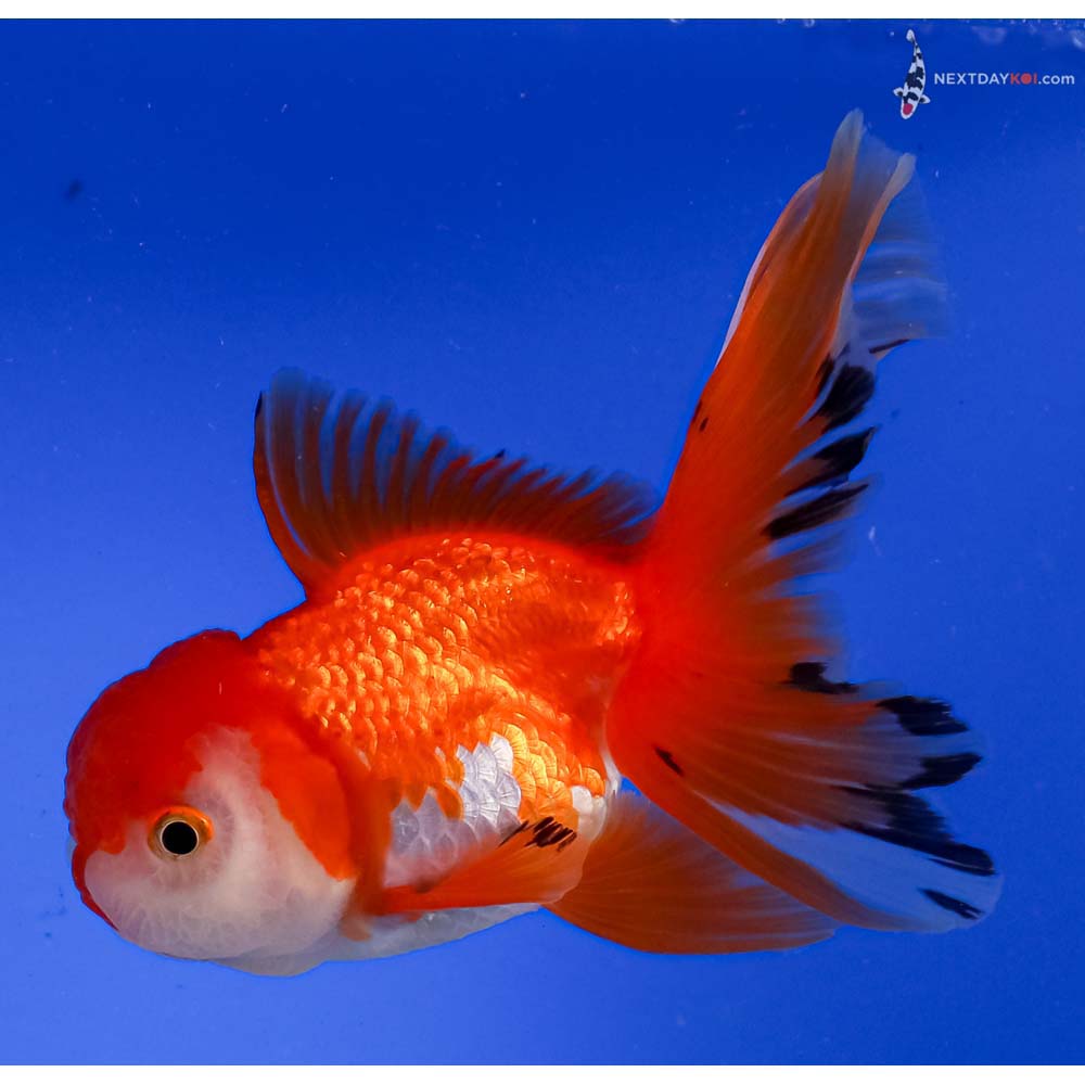 4.5” Imported Red and White Oranda