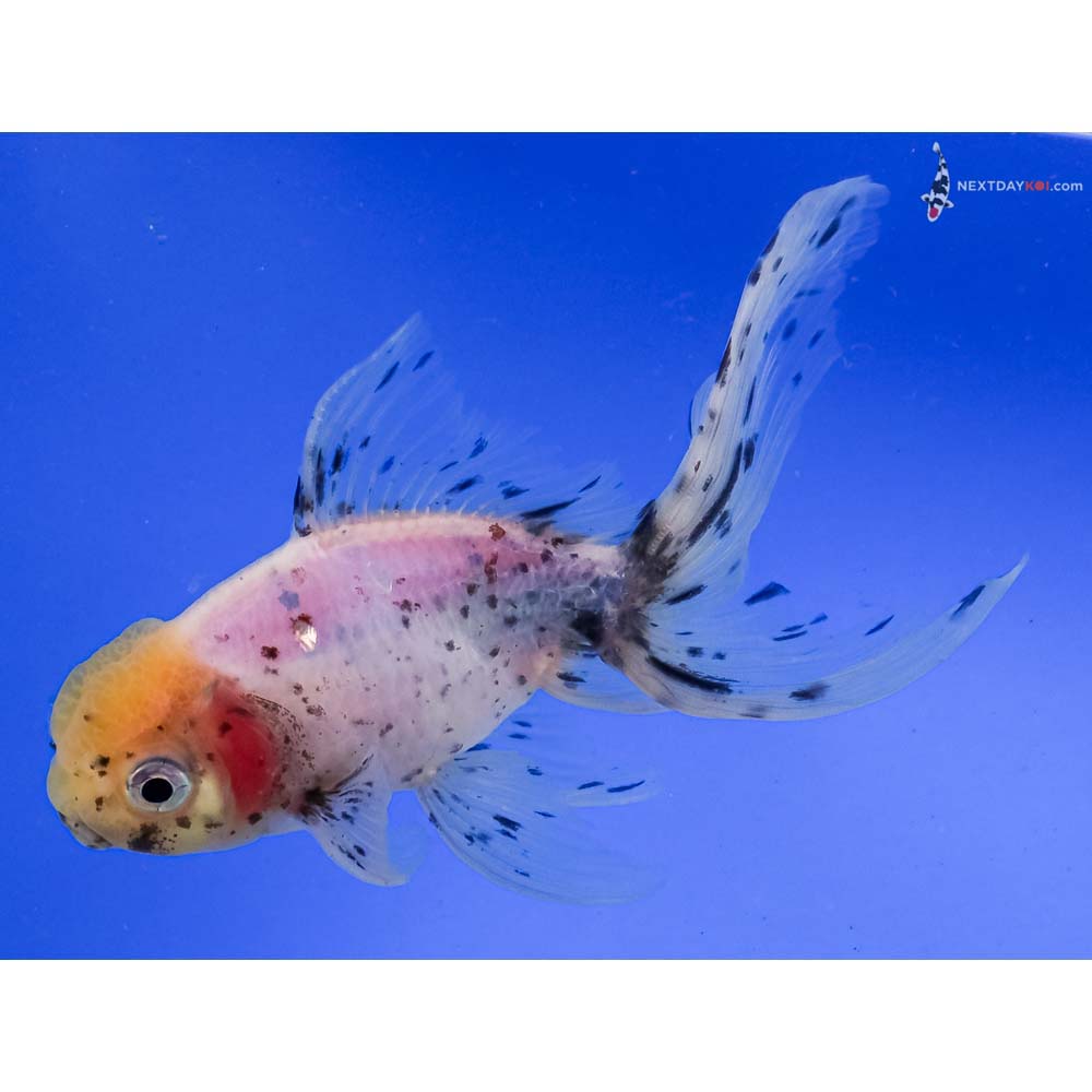 5.5” Imported Male Calico Oranda
