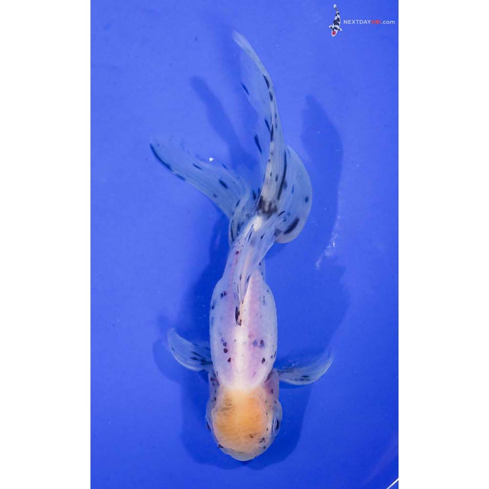 5.5” Imported Male Calico Oranda