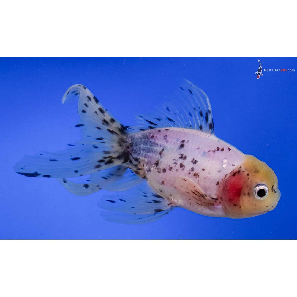 5.5” Imported Male Calico Oranda