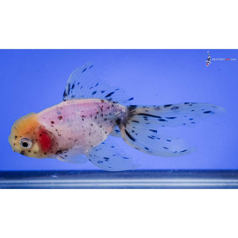 5.5” Imported Male Calico Oranda