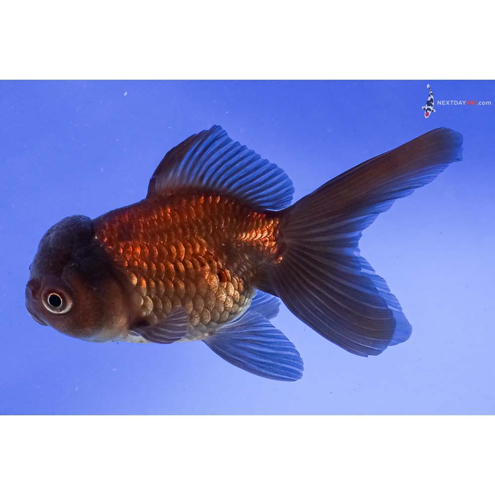 5” Imported Chocolate Oranda