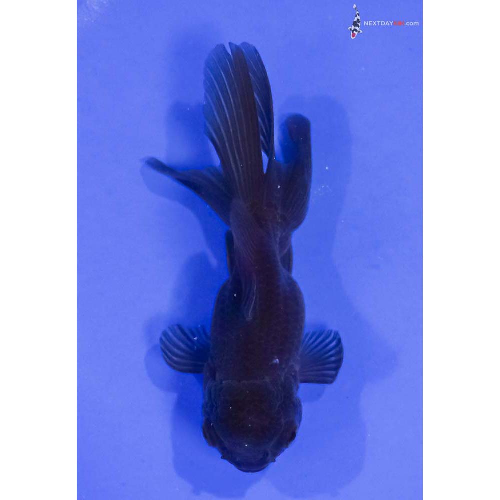 5” Imported Chocolate Oranda