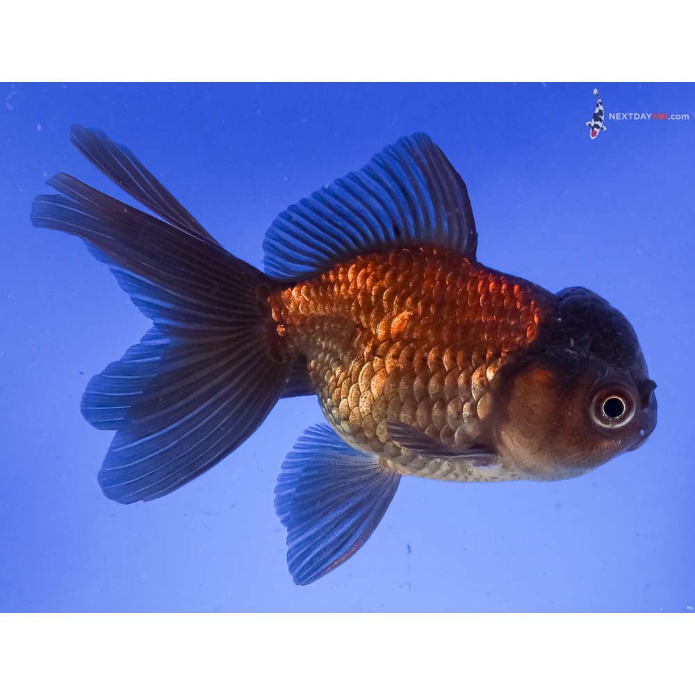5” Imported Chocolate Oranda