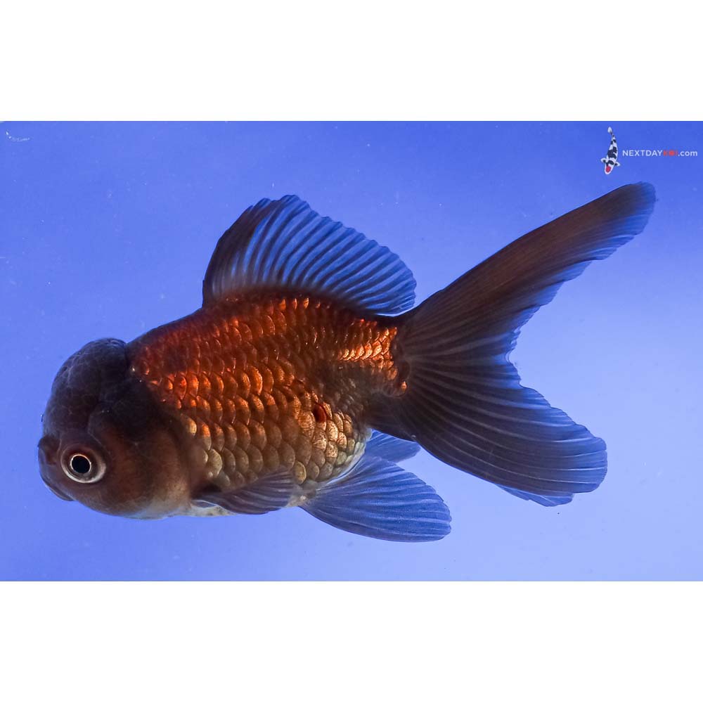 5” Imported Chocolate Oranda