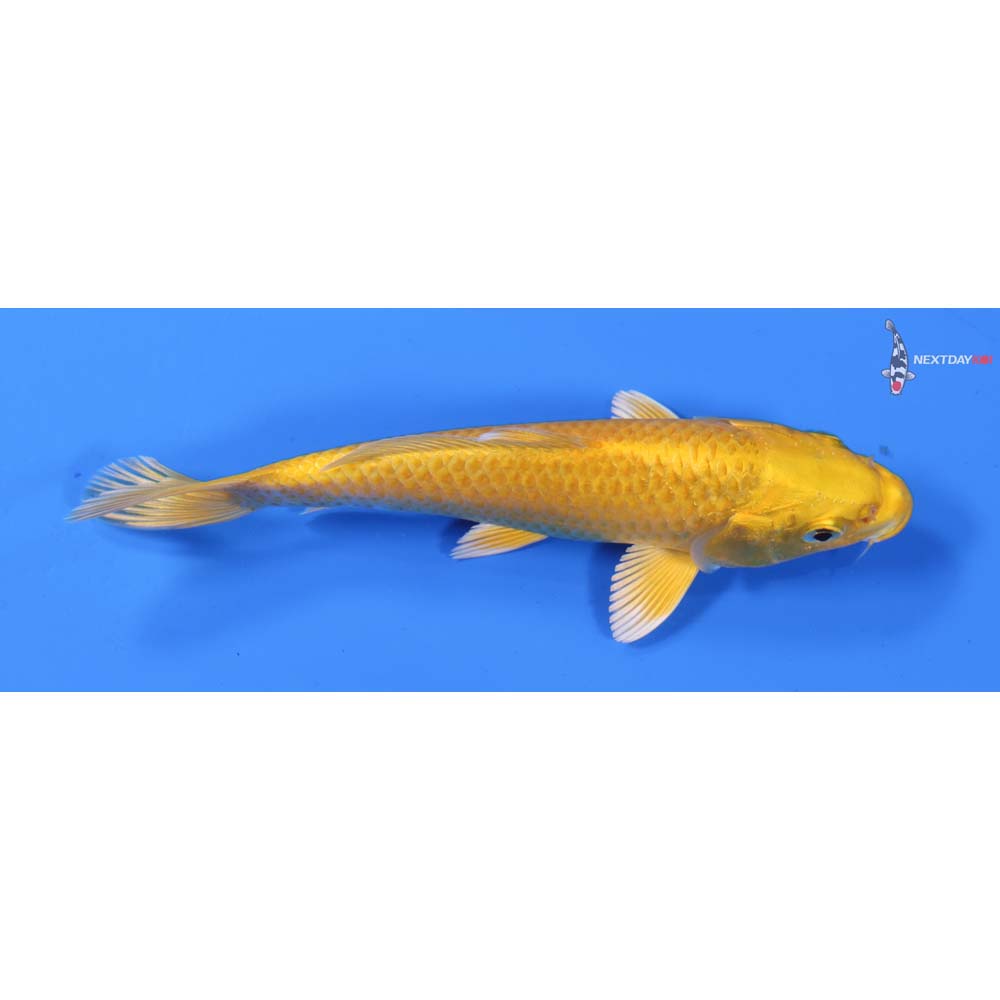 6” Imported Yamabuki Ogon