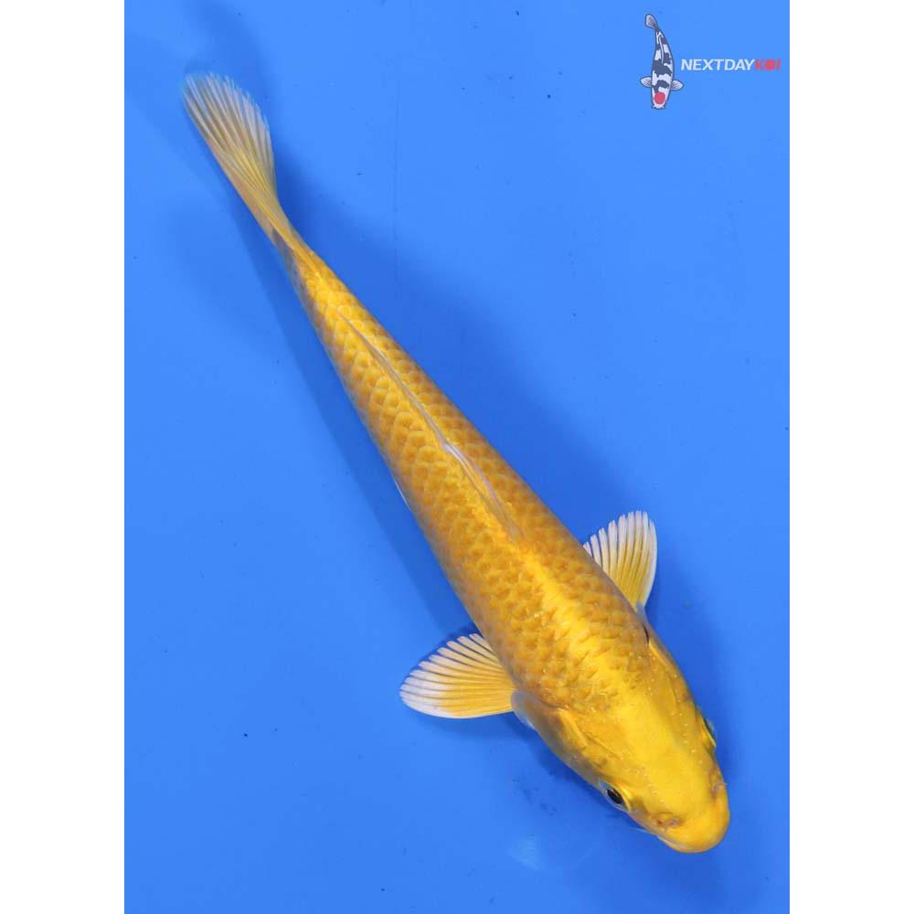 6” Imported Yamabuki Ogon