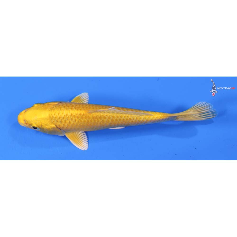 6” Imported Yamabuki Ogon