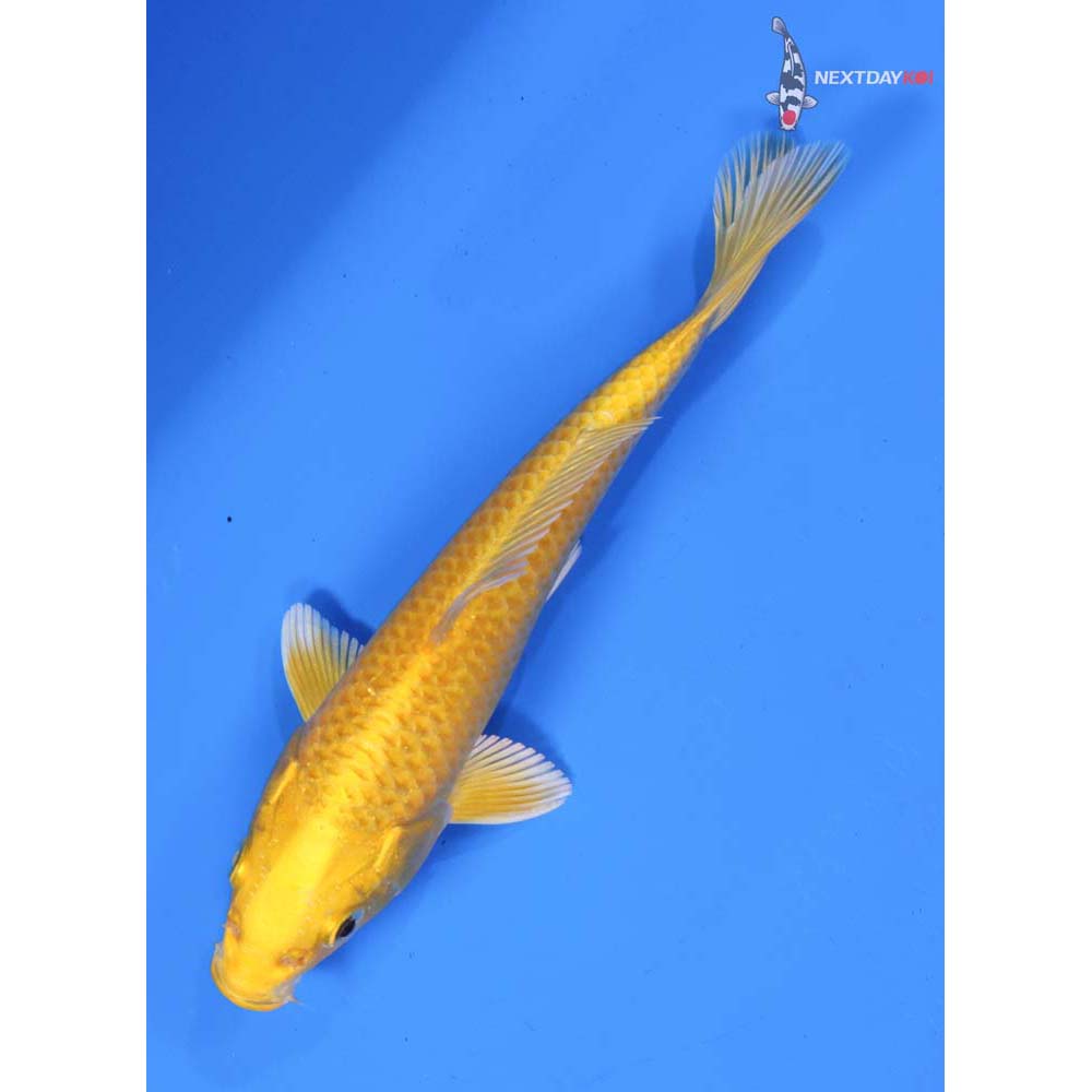 6” Imported Yamabuki Ogon