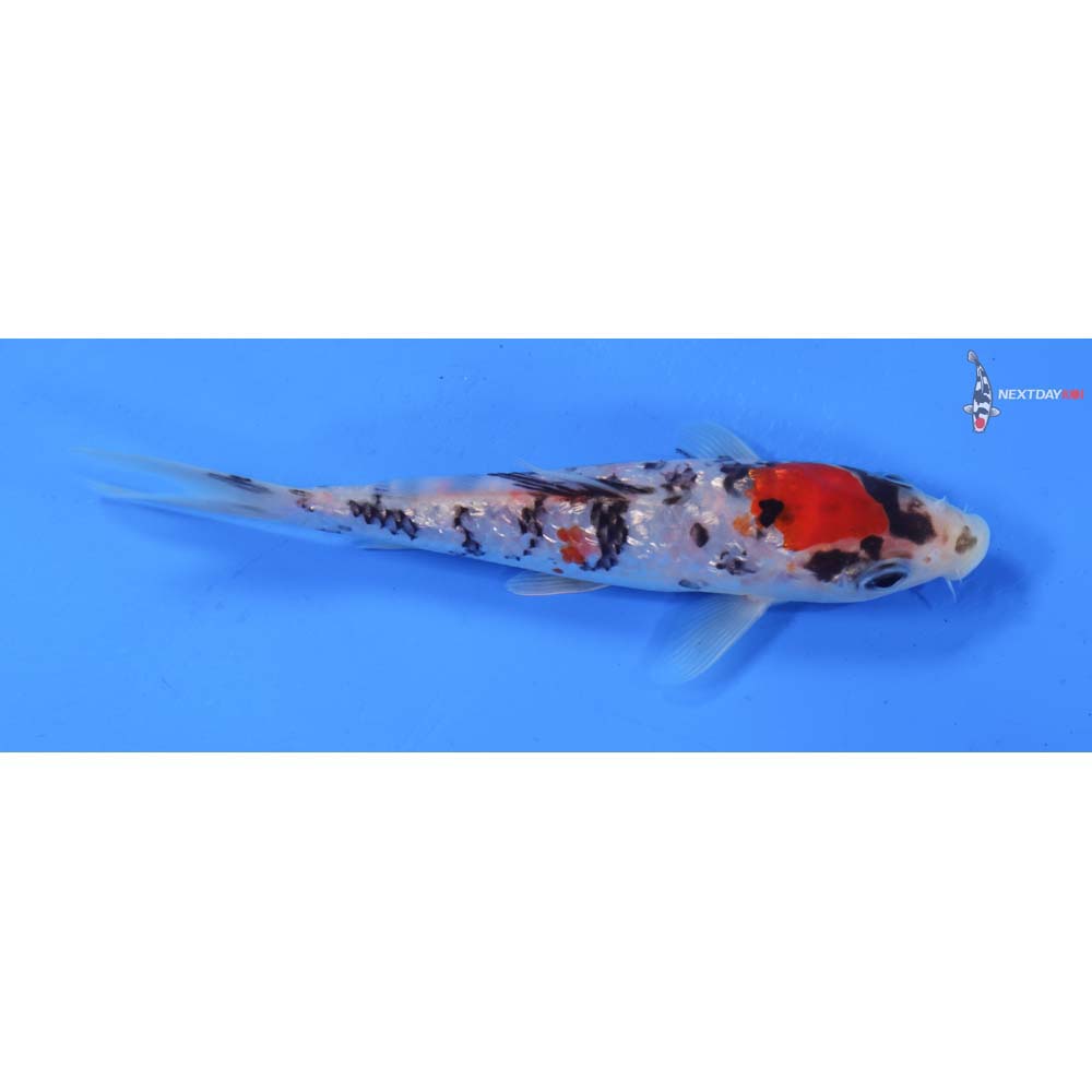6” Imported Gin Rin Sanke
