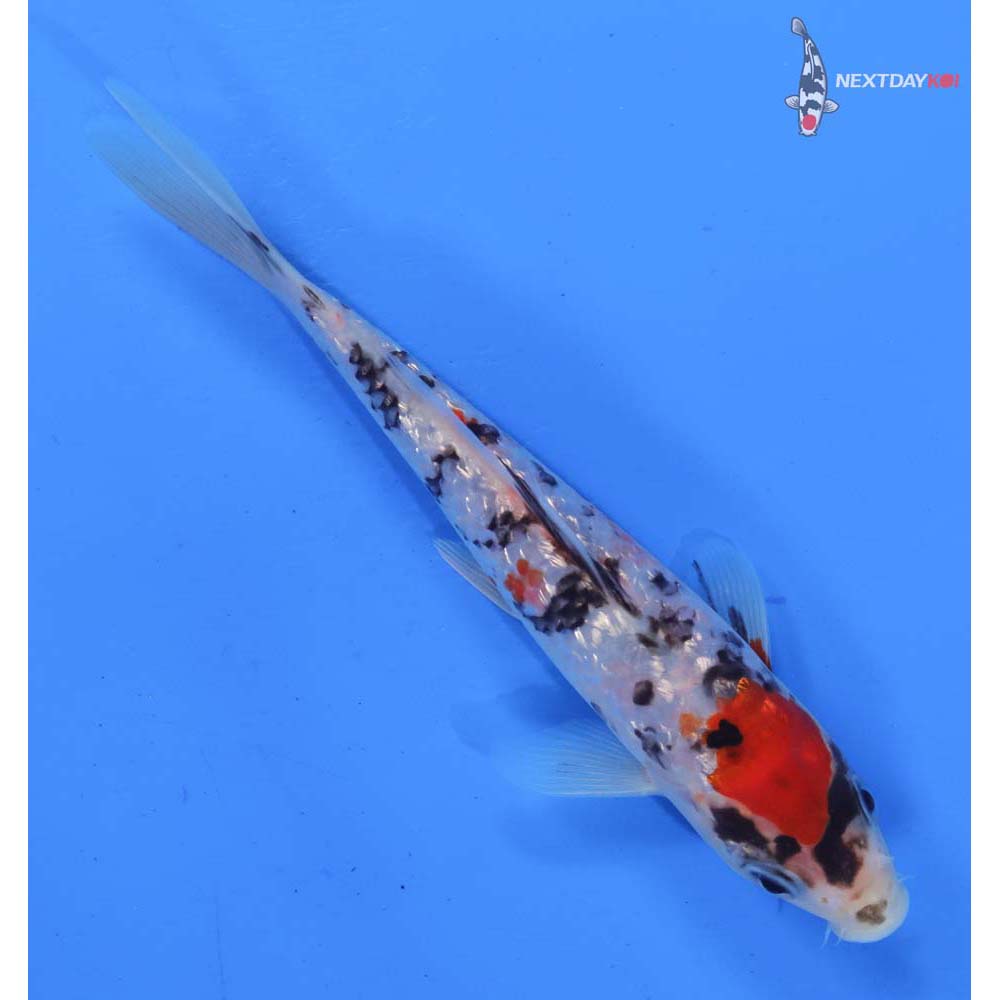 6” Imported Gin Rin Sanke