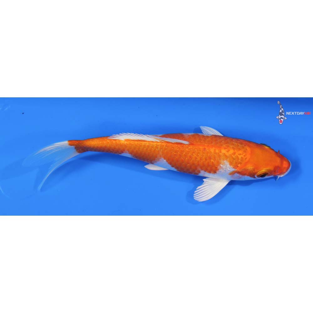 6” Imported Hariwake