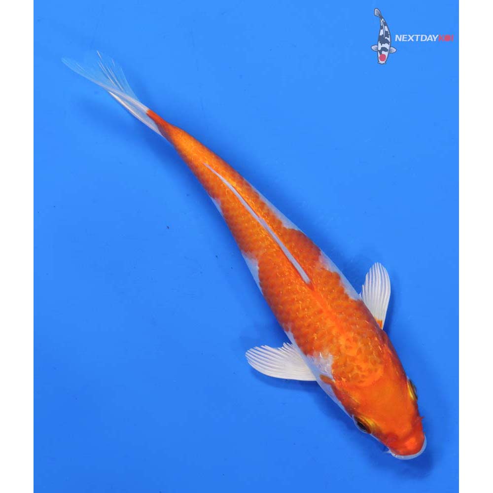 6” Imported Hariwake