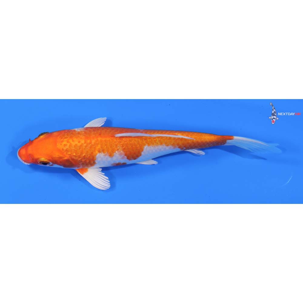 6” Imported Hariwake