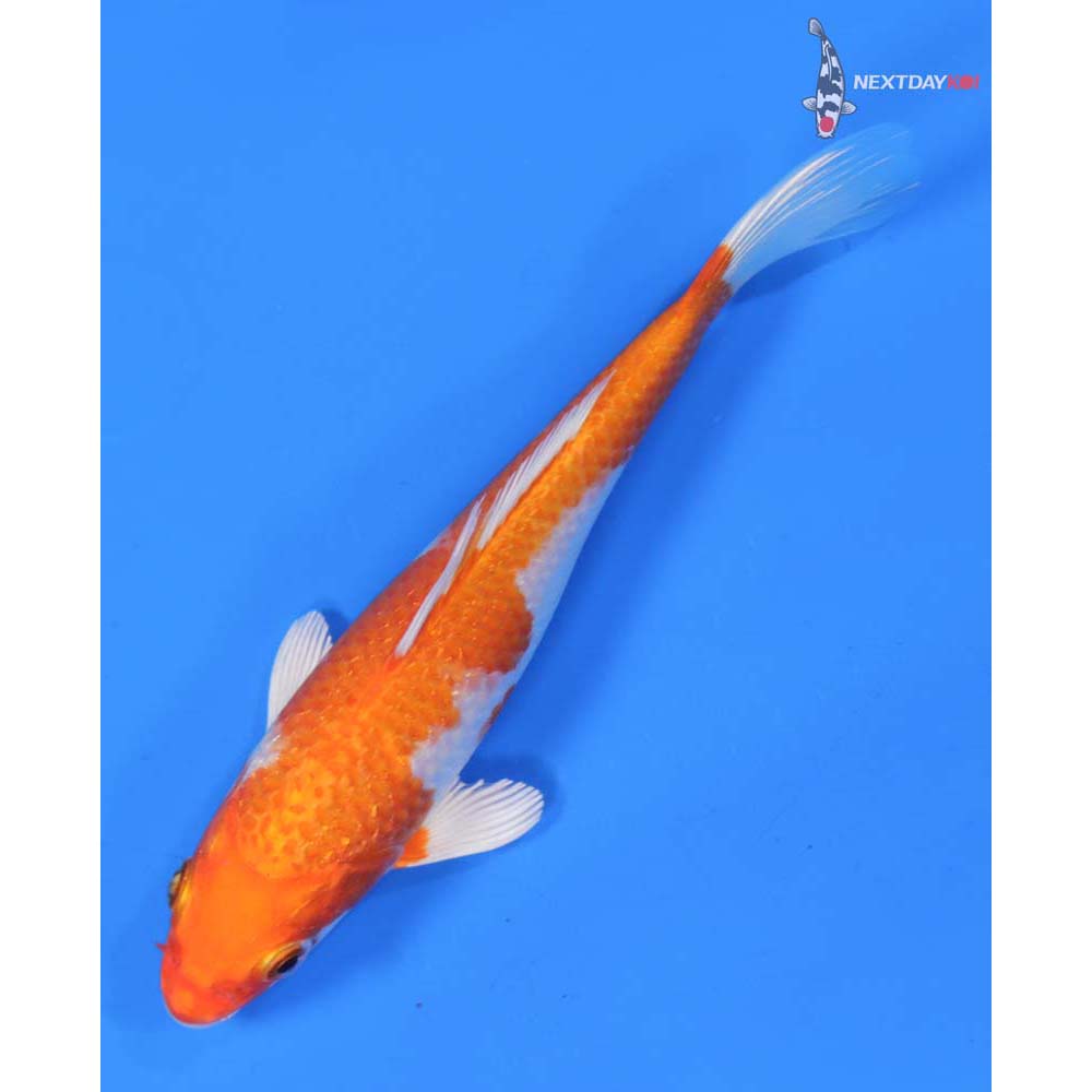 6” Imported Hariwake