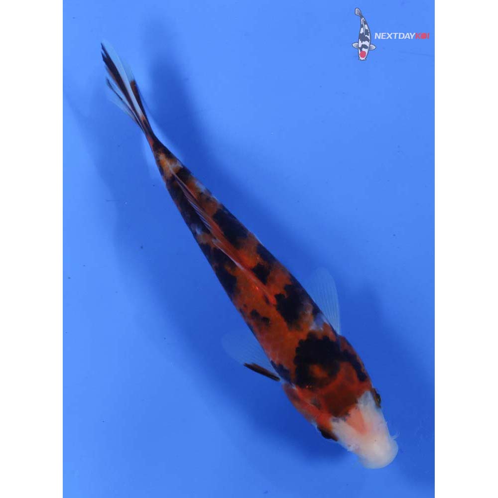 6” Imported Sanke