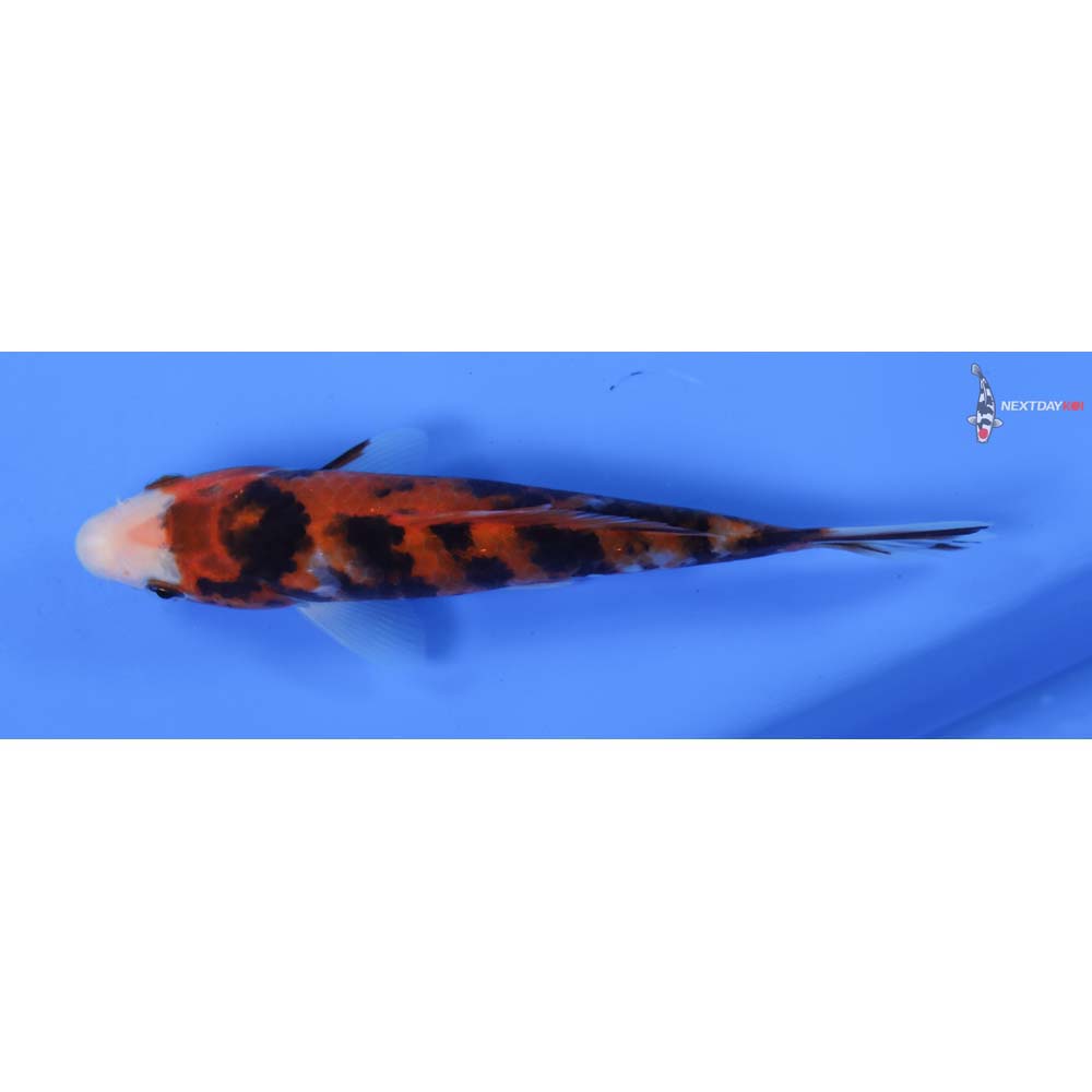 6” Imported Sanke