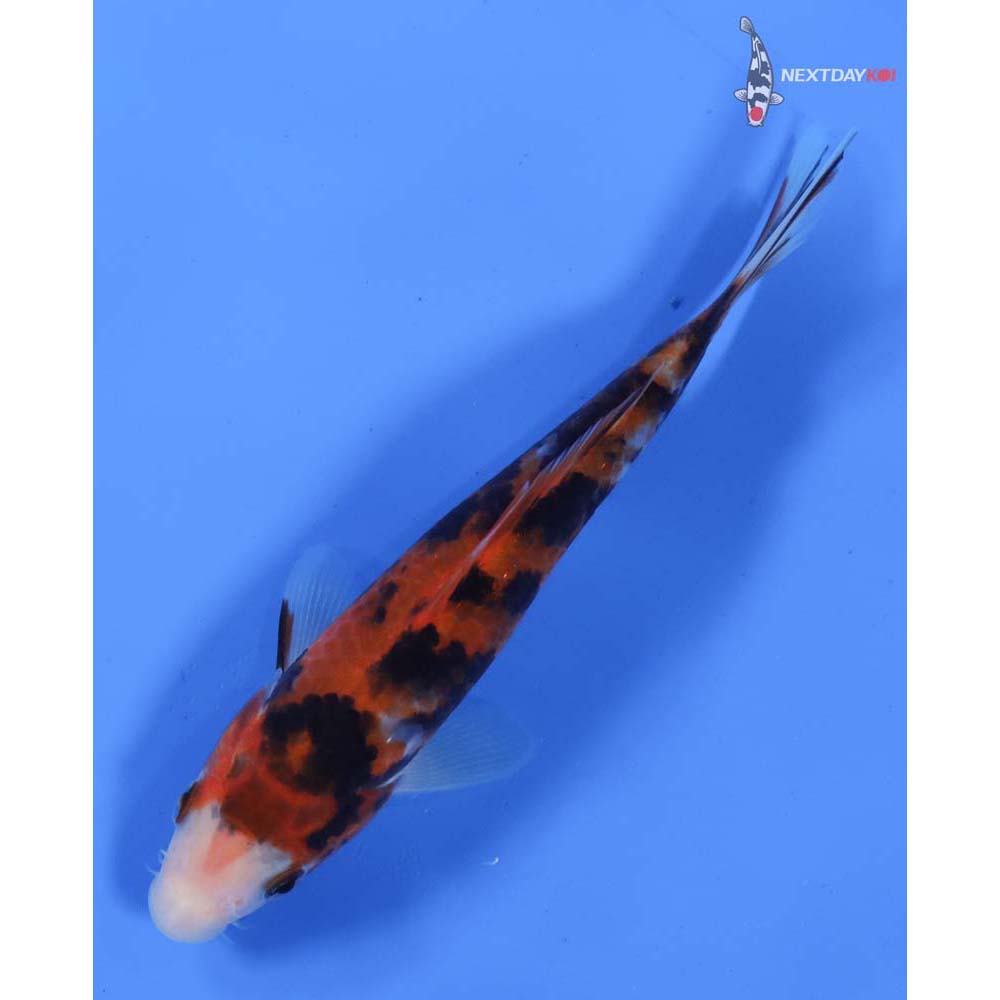 6” Imported Sanke