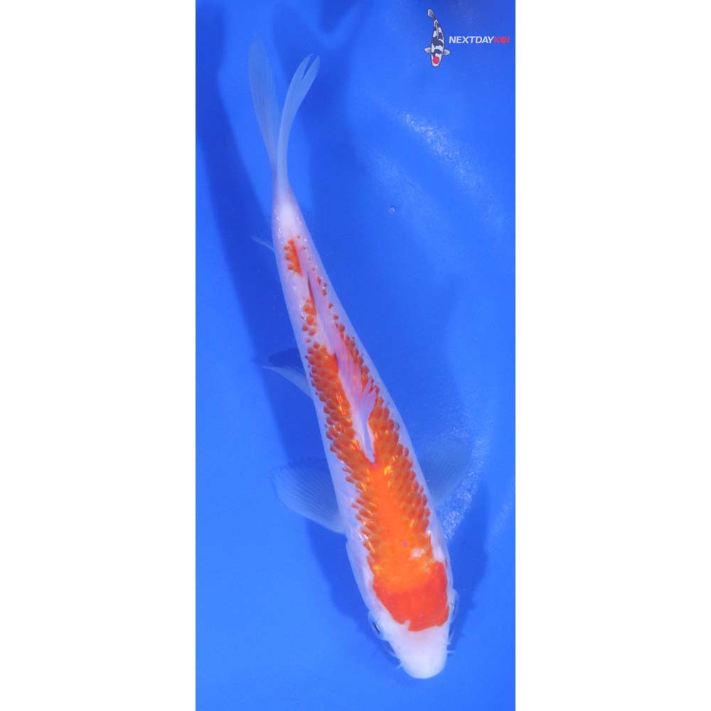 6” Imported Gin Rin Kohaku