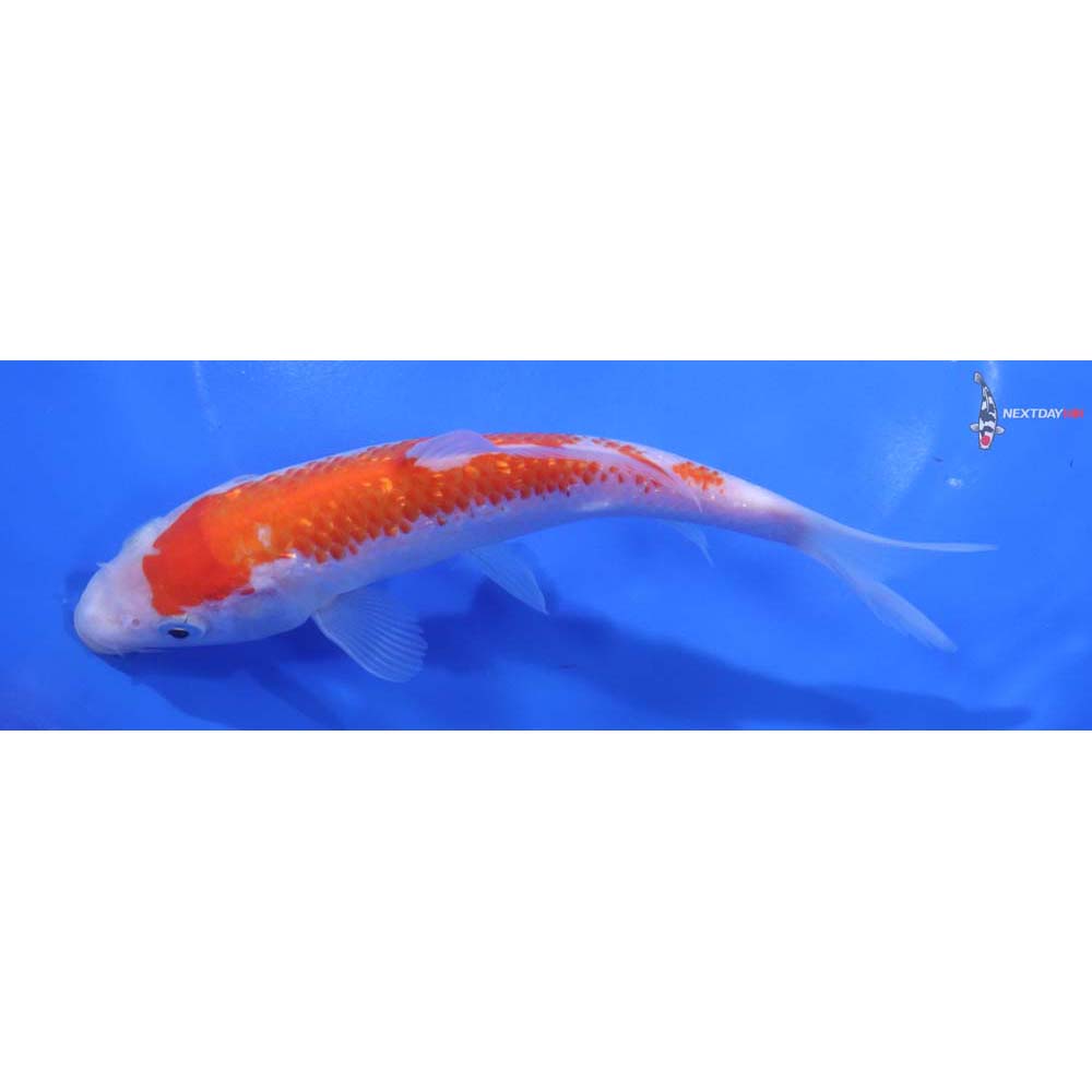 6” Imported Gin Rin Kohaku