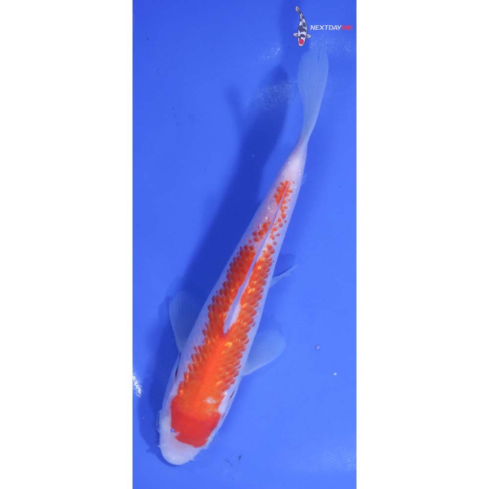 6” Imported Gin Rin Kohaku