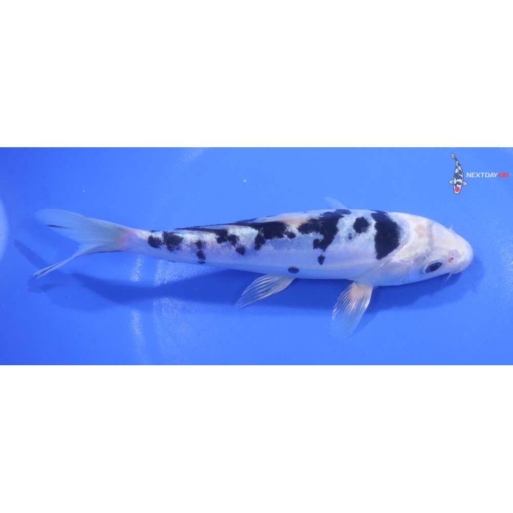 6” Imported Doitsu Gin Shiro Bekko