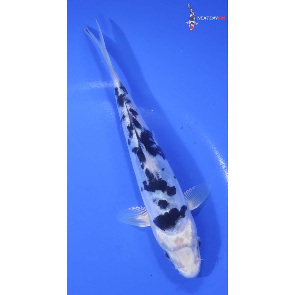 6” Imported Doitsu Gin Shiro Bekko