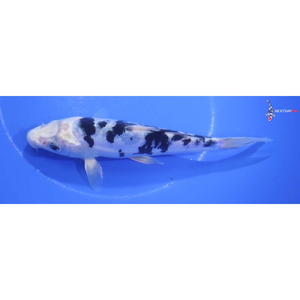 6” Imported Doitsu Gin Shiro Bekko