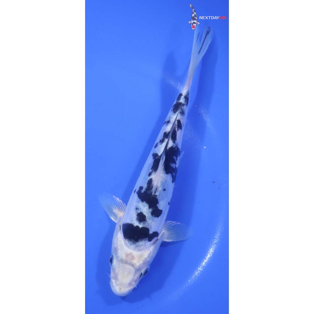 6” Imported Doitsu Gin Shiro Bekko
