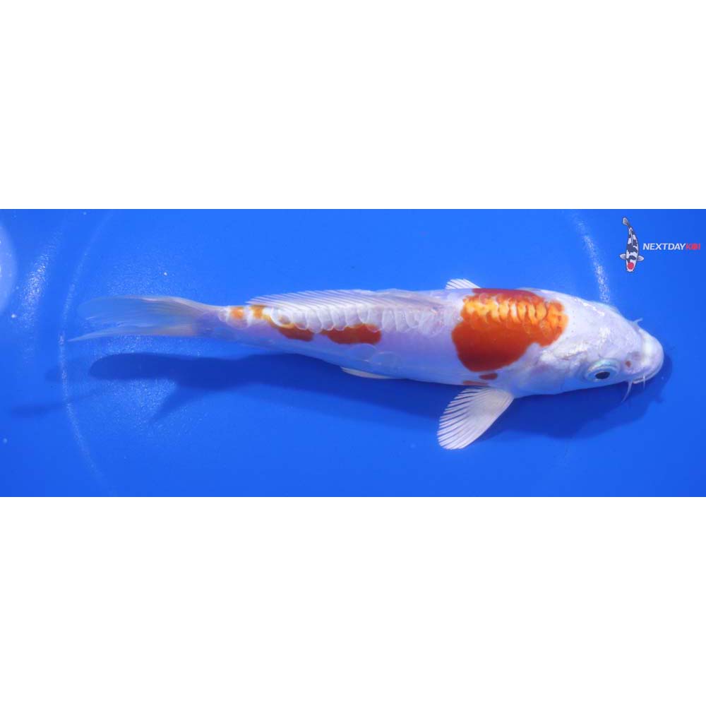 6” Imported Kikusui