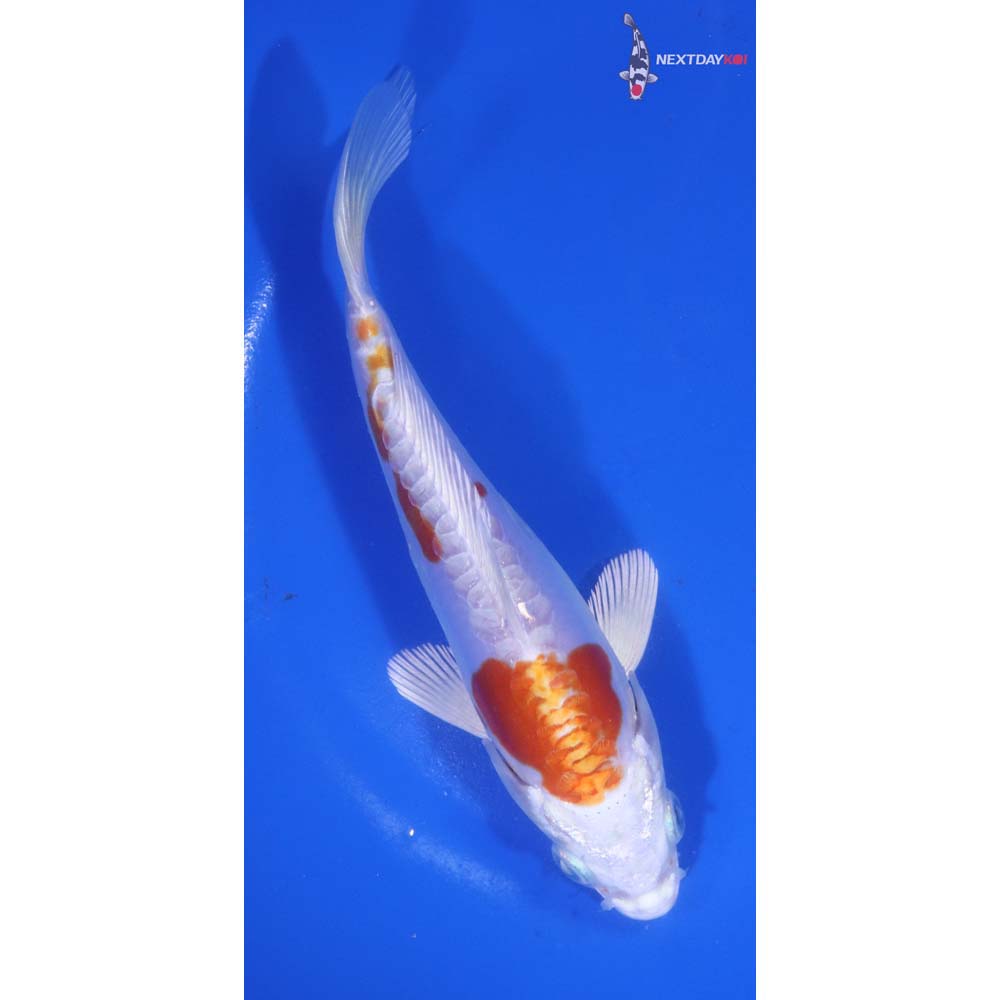 6” Imported Kikusui