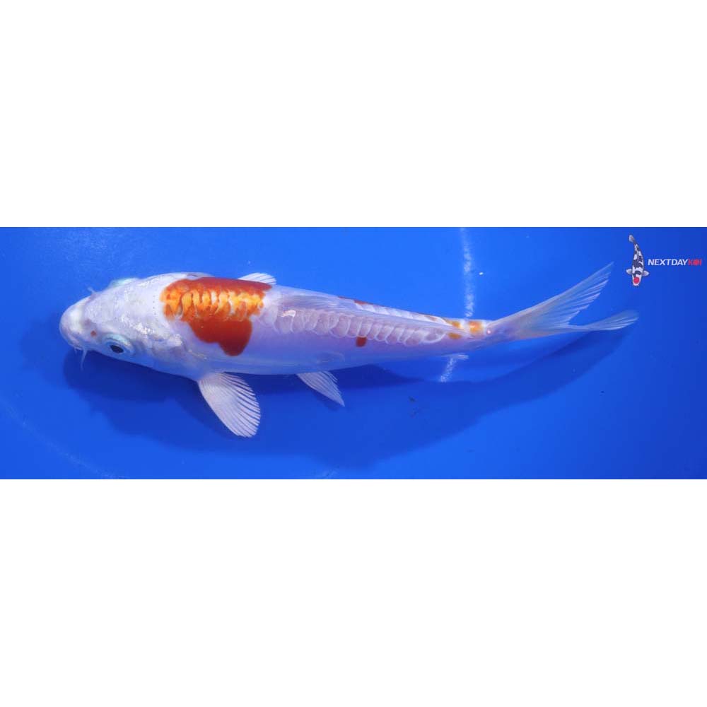 6” Imported Kikusui