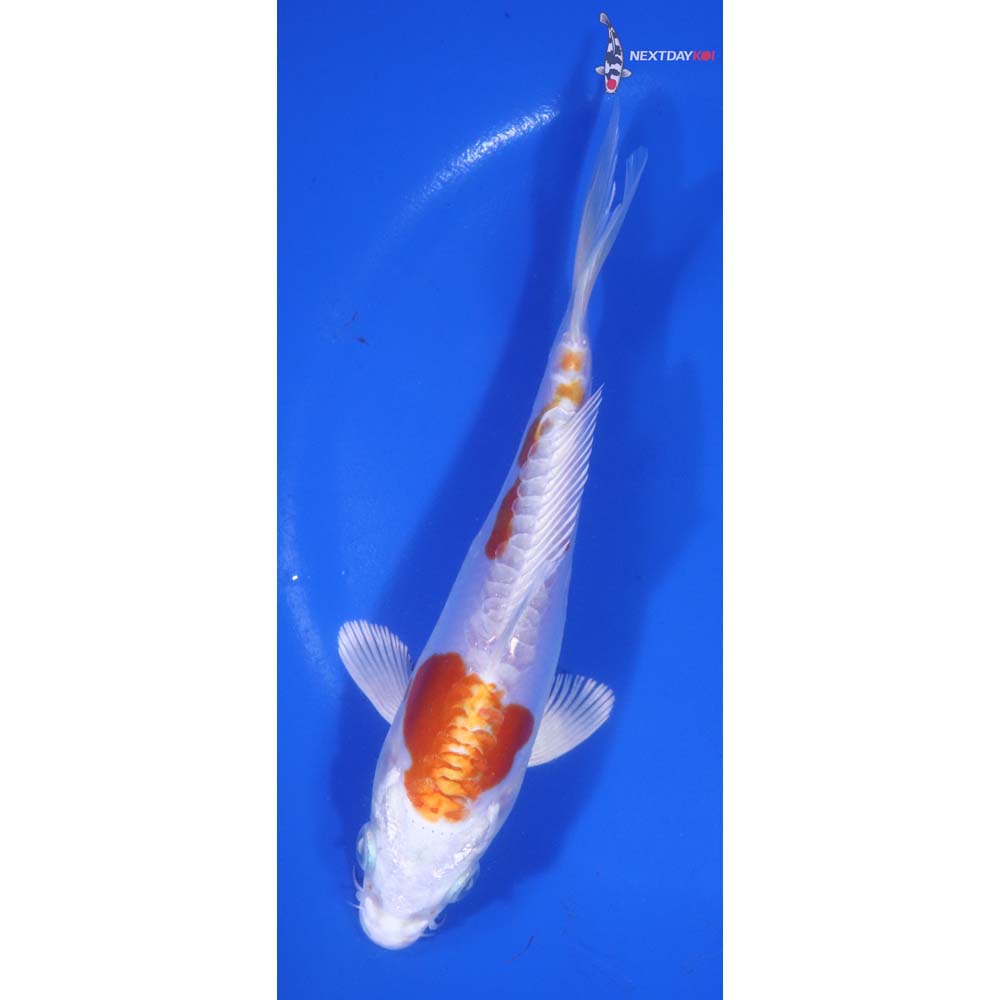 6” Imported Kikusui