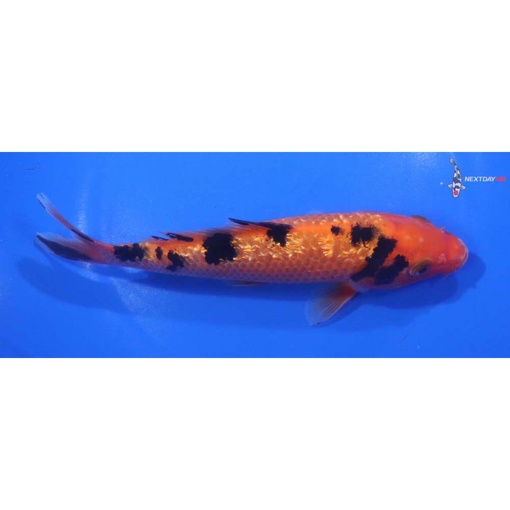 6.5” Imported Gin Rin Aka Bekko