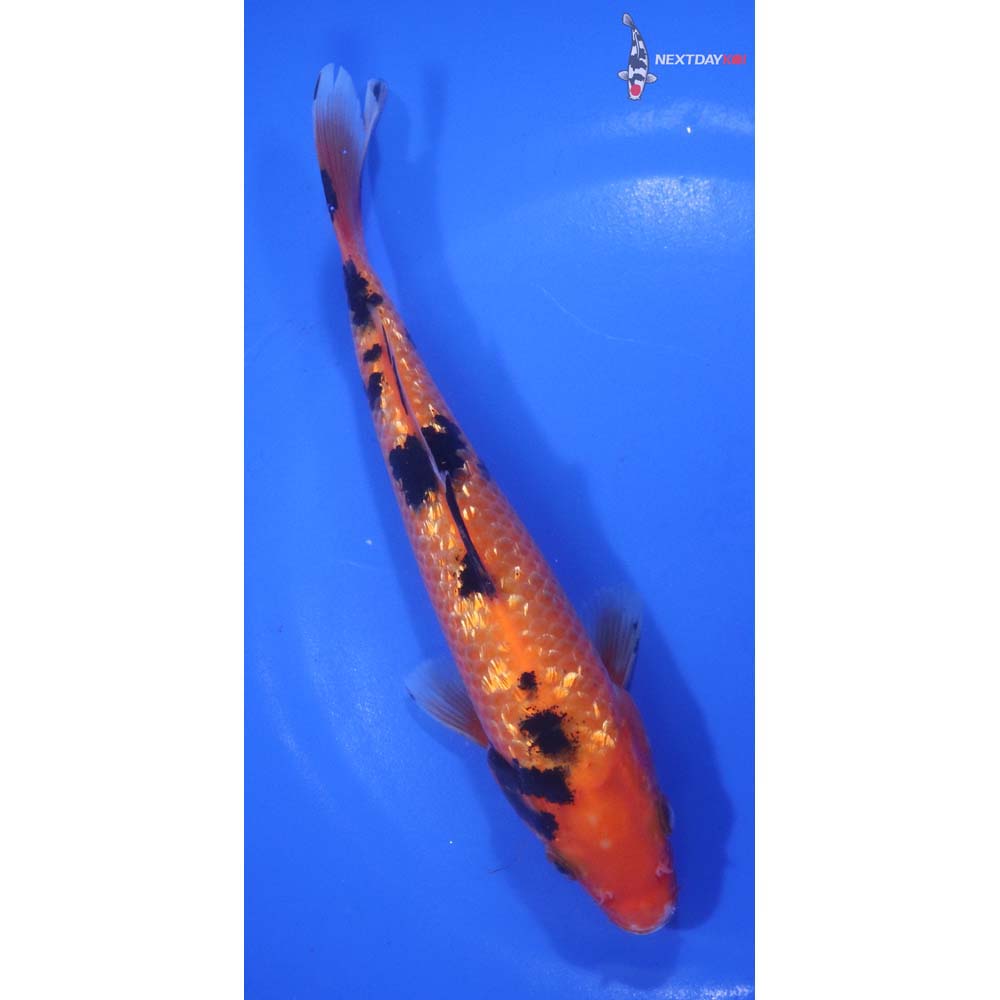 6.5” Imported Gin Rin Aka Bekko