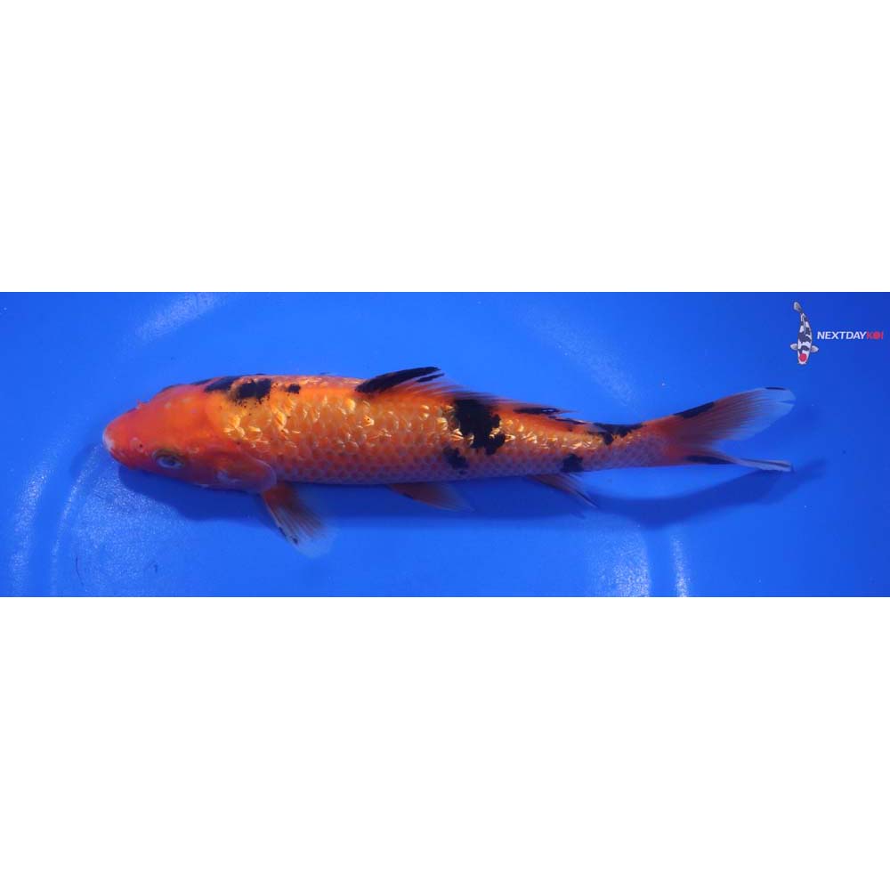 6.5” Imported Gin Rin Aka Bekko