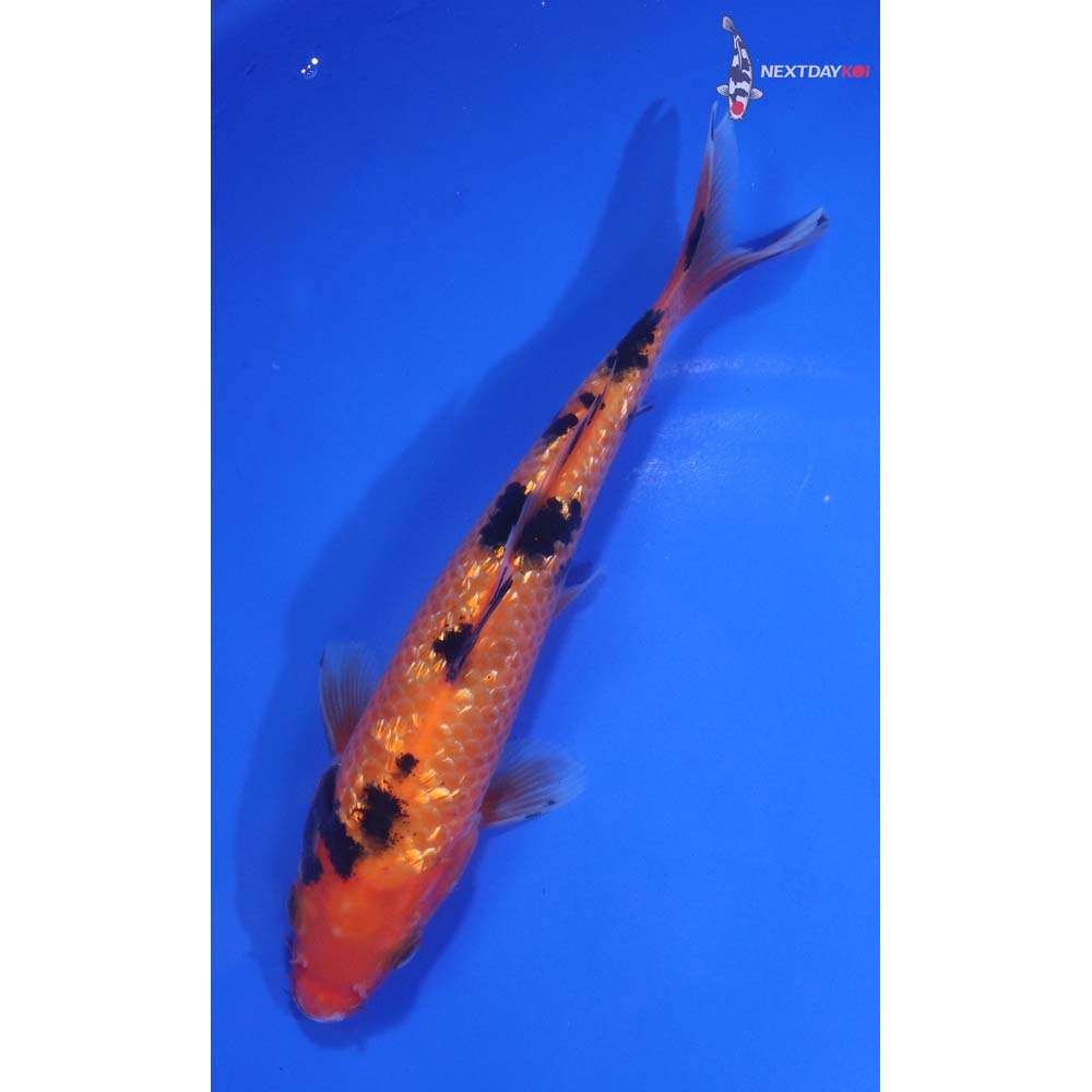 6.5” Imported Gin Rin Aka Bekko