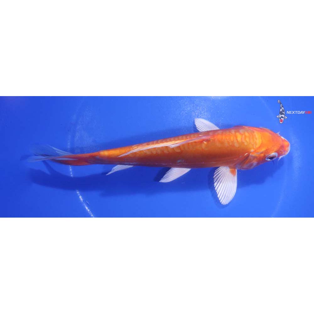 6.5” Imported Kikusui