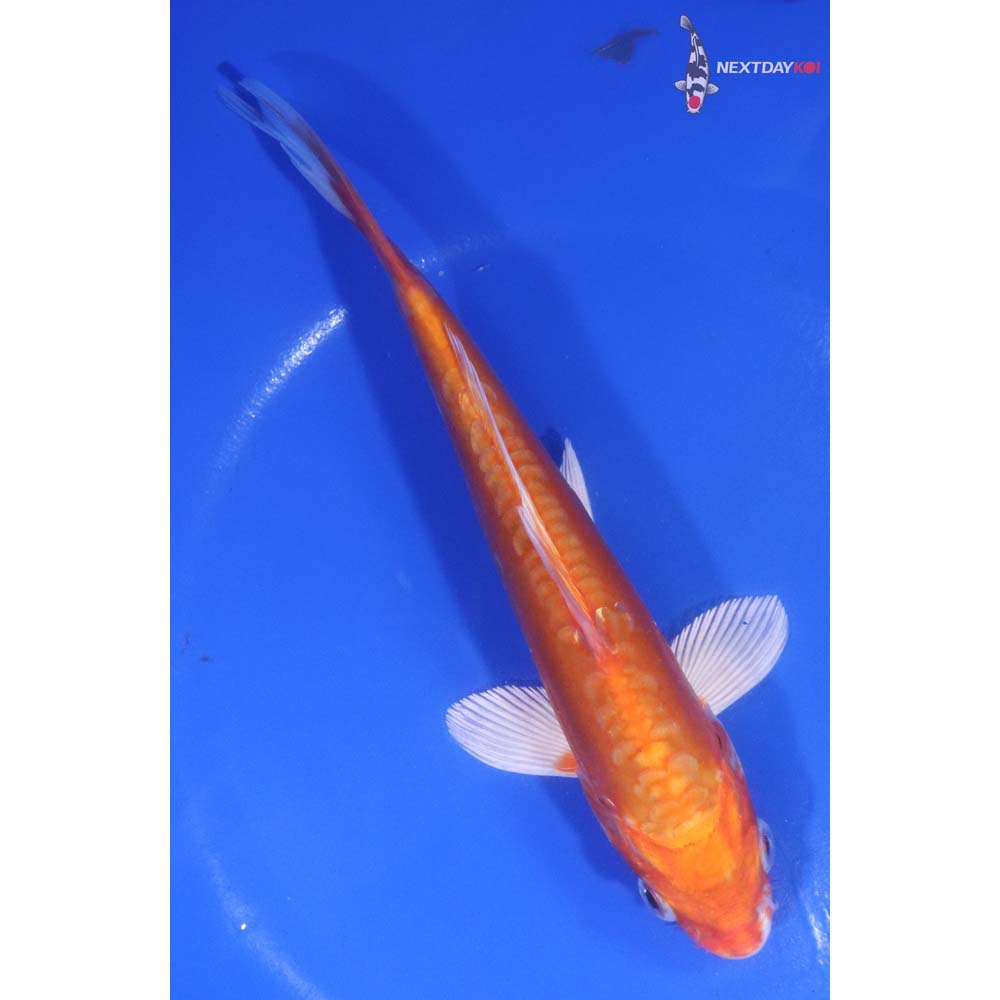 6.5” Imported Kikusui